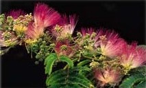 Albizia julibrissin "Ernest Wilson"